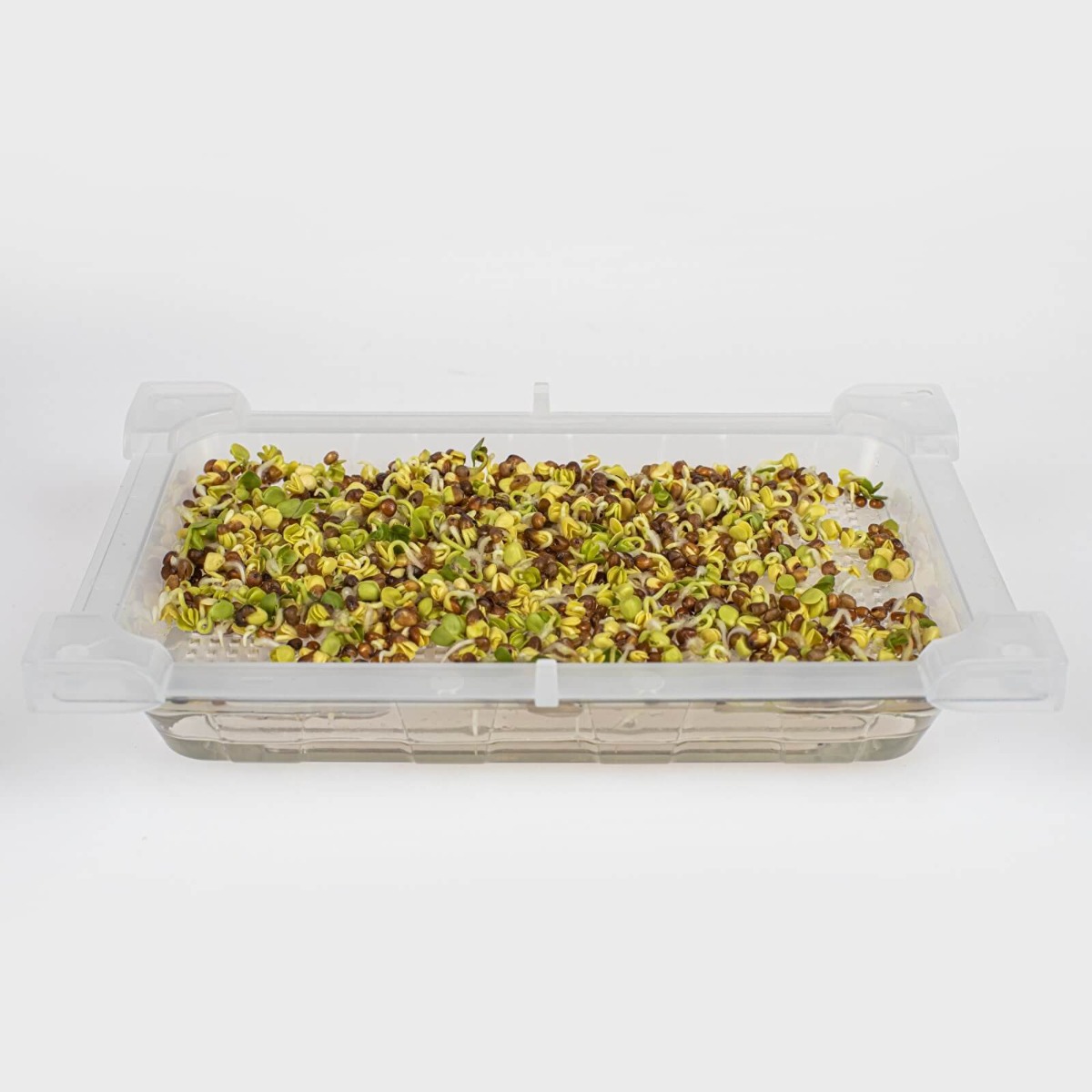 kiempotten container voor ontkieming 18,5 x 12,5 cm megamix.sk